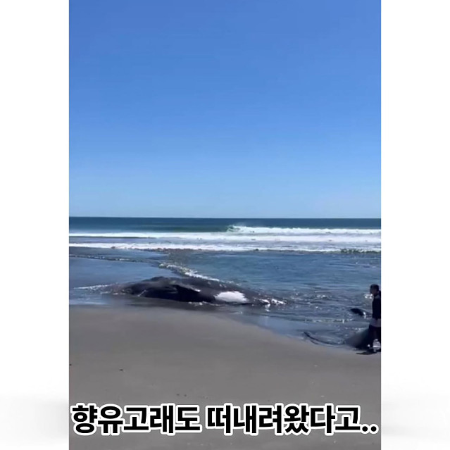 일본 쓰나미 영상